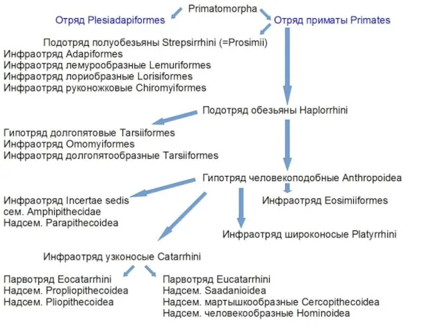 Primatomorpha Отряд Plesiadapiformes Отряд приматы Primates Подотряд полуобезьяны Strepsirrhini (=Prosimii) Инфраотряд
