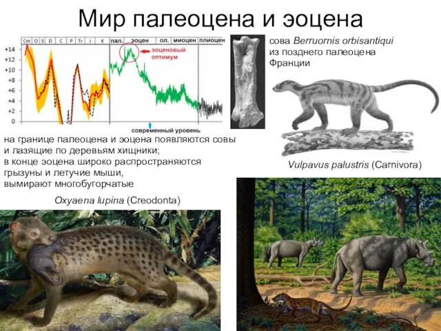 Мир палеоцена и эоцена на границе палеоцена и эоцена появляются совы