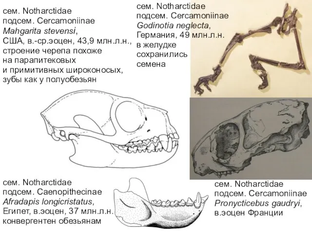 сем. Notharctidae подсем. Cercamoniinae Mahgarita stevensi, США, в.-ср.эоцен, 43,9 млн.л.н., строение