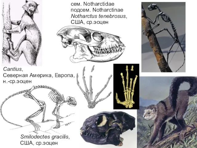 сем. Notharctidae подсем. Notharctinae Notharctus tenebrosus, США, ср.эоцен Cantius, Северная Америка,