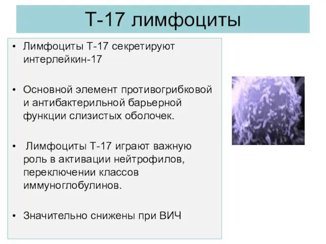 Т-17 лимфоциты Лимфоциты Т-17 секретируют интерлейкин-17 Основной элемент противогрибковой и антибактерильной