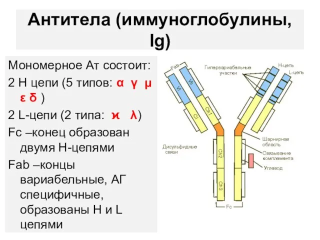 Антитела (иммуноглобулины, Ig) Мономерное Ат состоит: 2 Н цепи (5 типов: