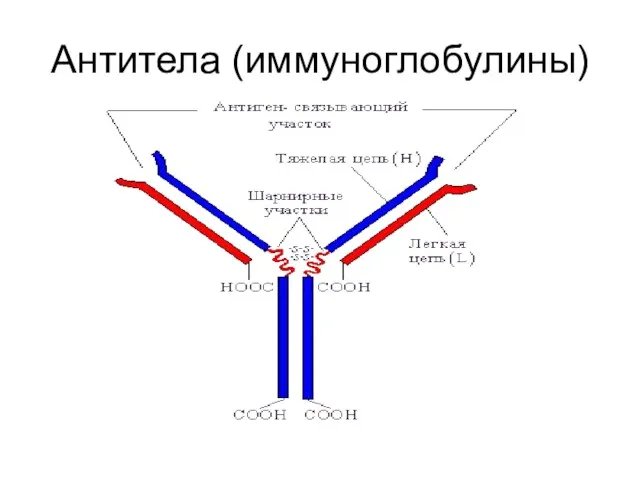 Антитела (иммуноглобулины)