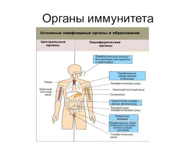 Органы иммунитета