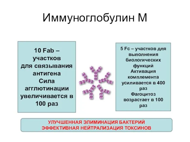 Иммуноглобулин М 10 Fab – участков для связывания антигена Сила агглютинации