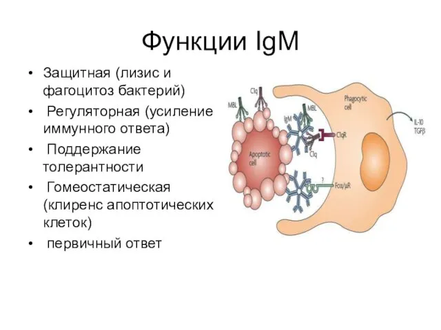 Функции IgM Защитная (лизис и фагоцитоз бактерий) Регуляторная (усиление иммунного ответа)