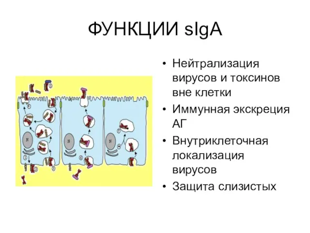 ФУНКЦИИ sIgA Нейтрализация вирусов и токсинов вне клетки Иммунная экскреция АГ Внутриклеточная локализация вирусов Защита слизистых