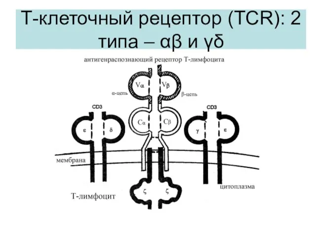 Т-клеточный рецептор (TCR): 2 типа – αβ и γδ