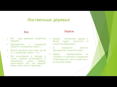 Лиственные деревья Вяз Вяз – род деревьев семейства Вязовые. Произрастает в