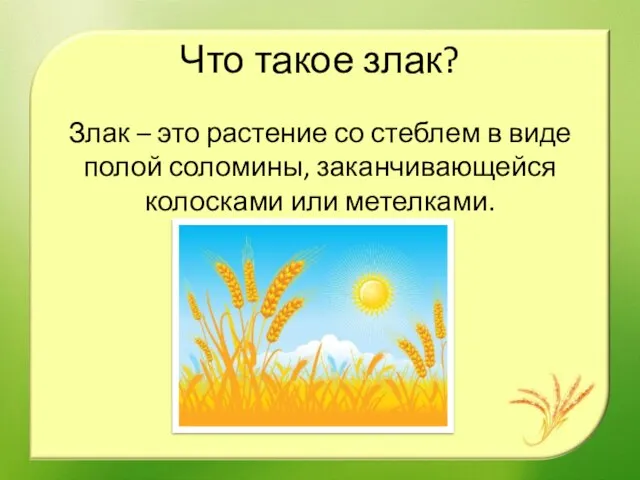 Что такое злак? Злак – это растение со стеблем в виде