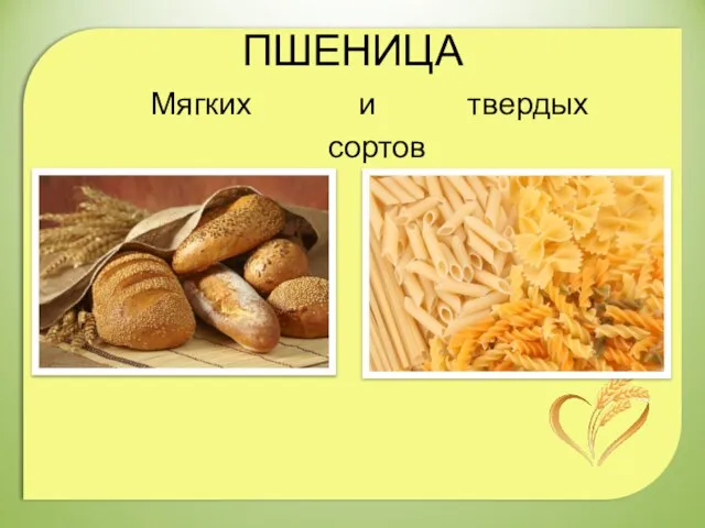 ПШЕНИЦА Мягких и твердых сортов