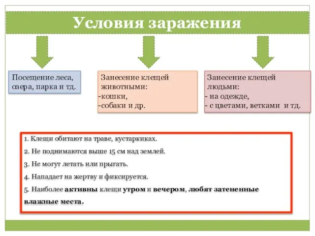 Условия заражения Посещение леса, озера, парка и тд. Занесение клещей животными: