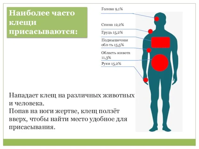 Нападает клещ на различных животных и человека. Попав на ноги жертве,