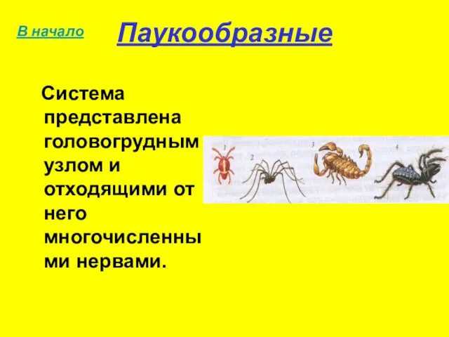 Паукообразные Система представлена головогрудным узлом и отходящими от него многочисленными нервами. В начало