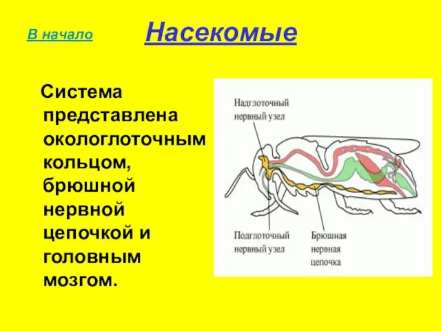 Насекомые Система представлена окологлоточным кольцом, брюшной нервной цепочкой и головным мозгом. В начало