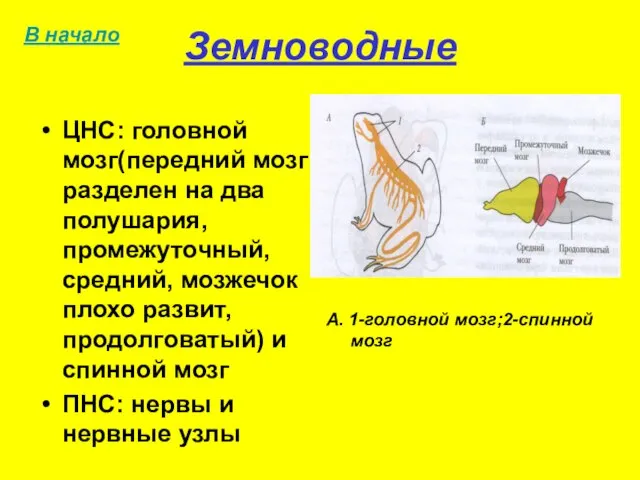 Земноводные ЦНС: головной мозг(передний мозг разделен на два полушария, промежуточный, средний,