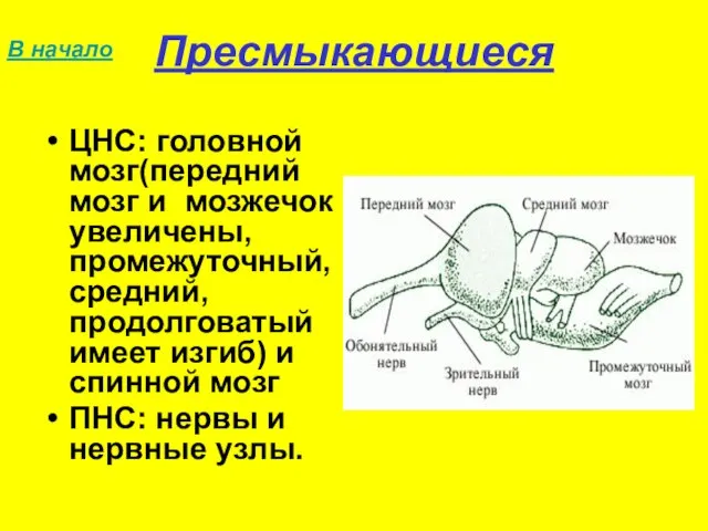 Пресмыкающиеся ЦНС: головной мозг(передний мозг и мозжечок увеличены, промежуточный, средний, продолговатый