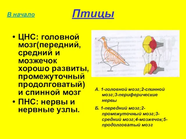 Птицы ЦНС: головной мозг(передний, средний и мозжечок хорошо развиты, промежуточный продолговатый)