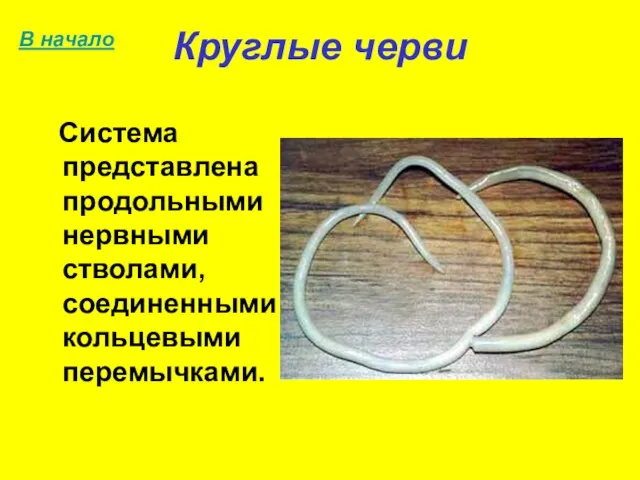 Круглые черви Система представлена продольными нервными стволами, соединенными кольцевыми перемычками. В начало