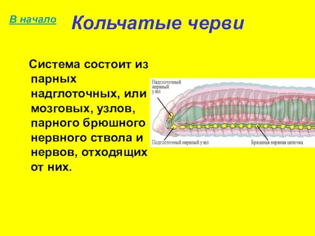 Кольчатые черви Система состоит из парных надглоточных, или мозговых, узлов, парного