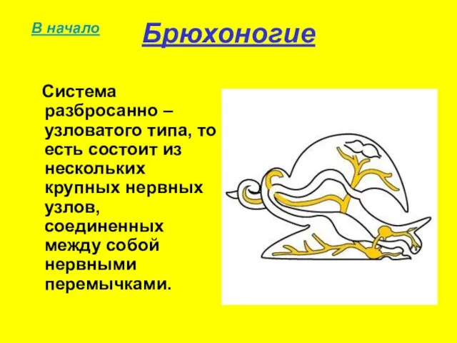 Брюхоногие Система разбросанно – узловатого типа, то есть состоит из нескольких