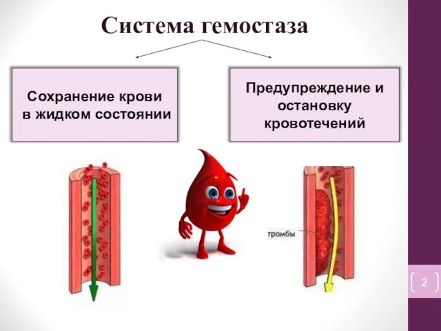 Система гемостаза Предупреждение и остановку кровотечений Сохранение крови в жидком состоянии