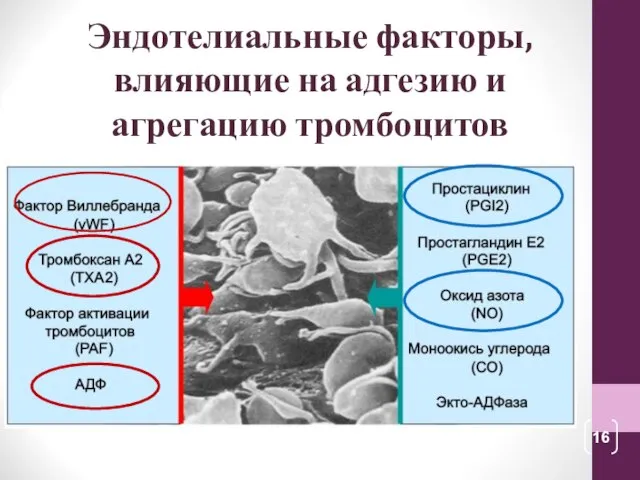 Эндотелиальные факторы, влияющие на адгезию и агрегацию тромбоцитов