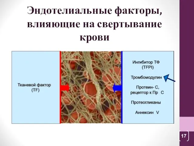 Эндотелиальные факторы, влияющие на свертывание крови