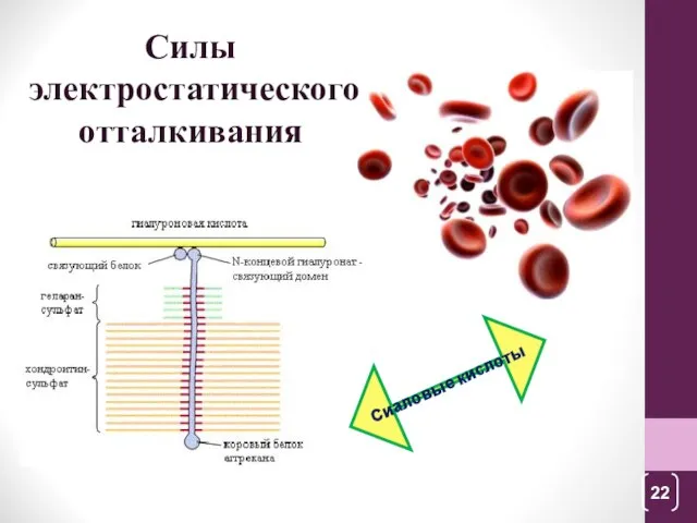 Силы электростатического отталкивания Сиаловые кислоты