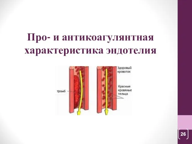 Про- и антикоагулянтная характеристика эндотелия