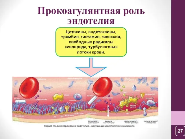 Прокоагулянтная роль эндотелия Цитокины, эндотоксины, тромбин, гистамин, гипоксия, свободные радикалы кислорода, турбулентные потоки крови.