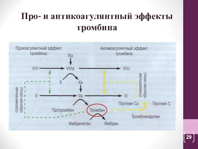 Про- и антикоагулянтный эффекты тромбина