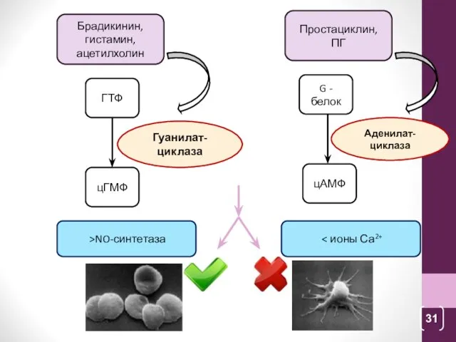 Брадикинин, гистамин, ацетилхолин Гуанилат-циклаза ГТФ цГМФ >NO-синтетаза Простациклин, ПГ цАМФ Аденилат-циклаза G -белок