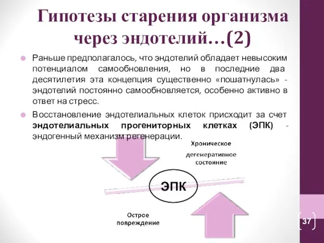 Гипотезы старения организма через эндотелий…(2) ЭПК Раньше предполагалось, что эндотелий обладает