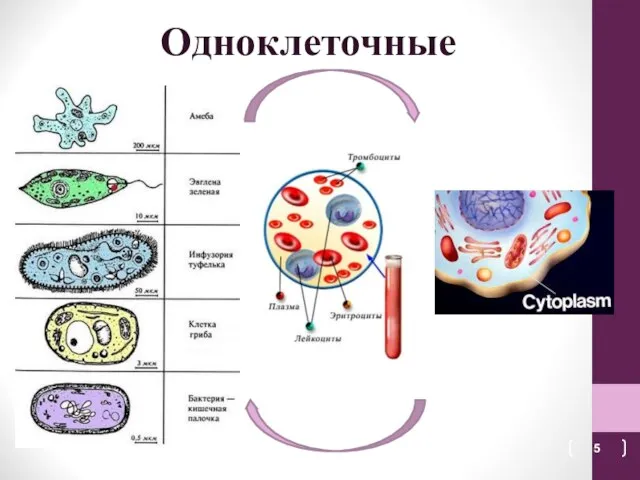 Одноклеточные