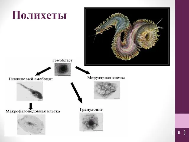 Полихеты