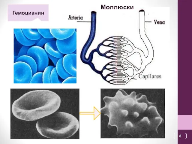 Гемоцианин Моллюски