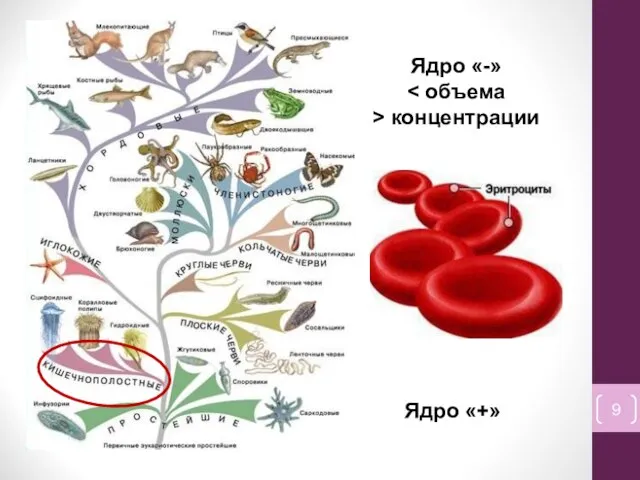 Ядро «-» > концентрации Ядро «+»