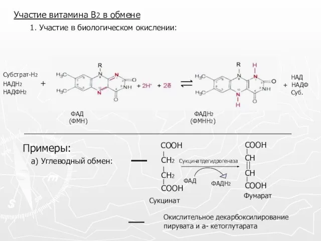 Участие витамина В2 в обмене 1. Участие в биологическом окислении: ФАД