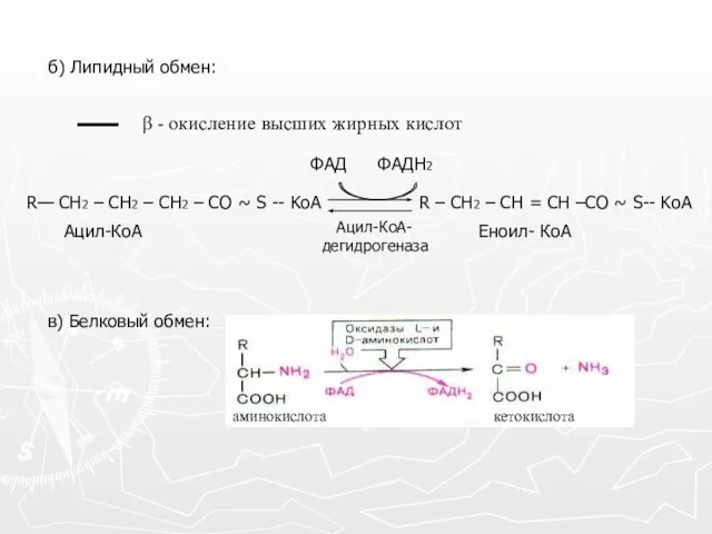 б) Липидный обмен: в) Белковый обмен: β - окисление высших жирных кислот аминокислота кетокислота