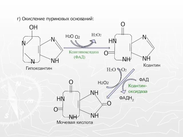 г) Окисление пуриновых оснований: