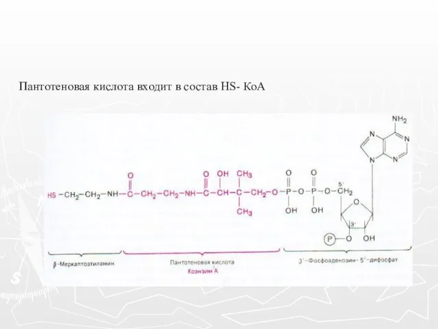 Пантотеновая кислота входит в состав HS- КоА