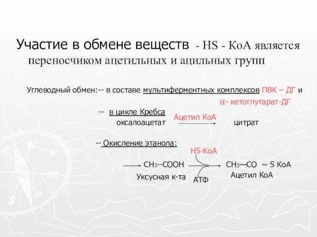 Участие в обмене веществ - НS - КоА является переносчиком ацетильных