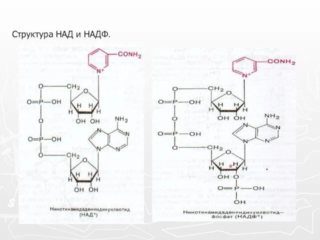 Структура НАД и НАДФ.