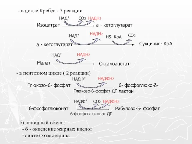 - в цикле Кребса - 3 реакции - в пентозном цикле