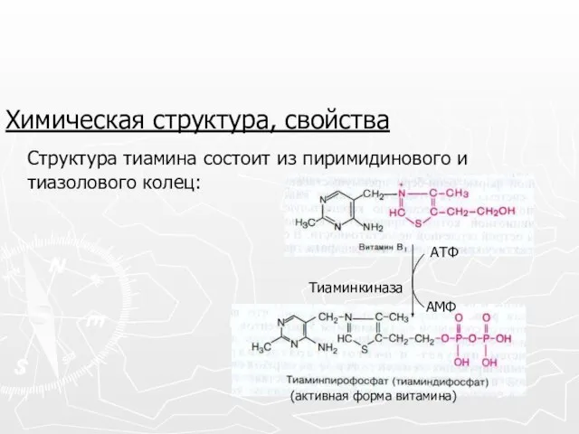 Химическая структура, свойства Структура тиамина состоит из пиримидинового и тиазолового колец: (активная форма витамина)