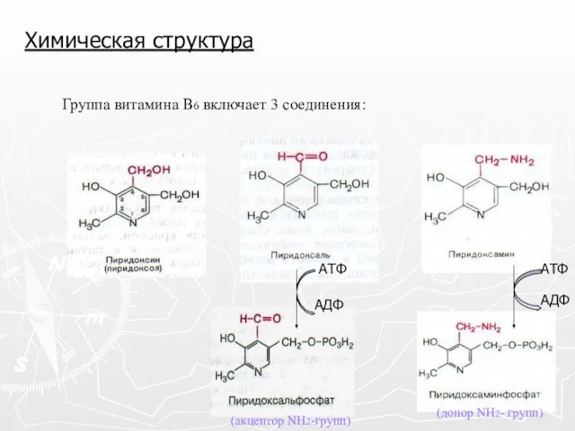 Химическая структура Группа витамина В6 включает 3 соединения: (акцептор NH2-групп) (донор NH2- групп)