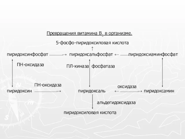 Превращения витамина В6 в организме. 5-фосфо-пиридоксиловая кислота ↑ пиридоксальфосфат ←⎯⎯пиридоксиаминфосфат пиридоксинфосфат⎯⎯⎯→ пиридоксаль пиридоксиловая кислота