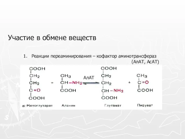 Участие в обмене веществ 1. Реакции переаминирования – кофактор аминотрансфераз (АлАТ, АсАТ) АлАТ