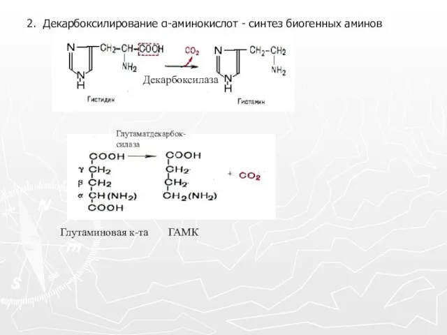 2. Декарбоксилирование α-аминокислот - синтез биогенных аминов Глутаминовая к-та ГАМК Декарбоксилаза Глутаматдекарбок- силаза